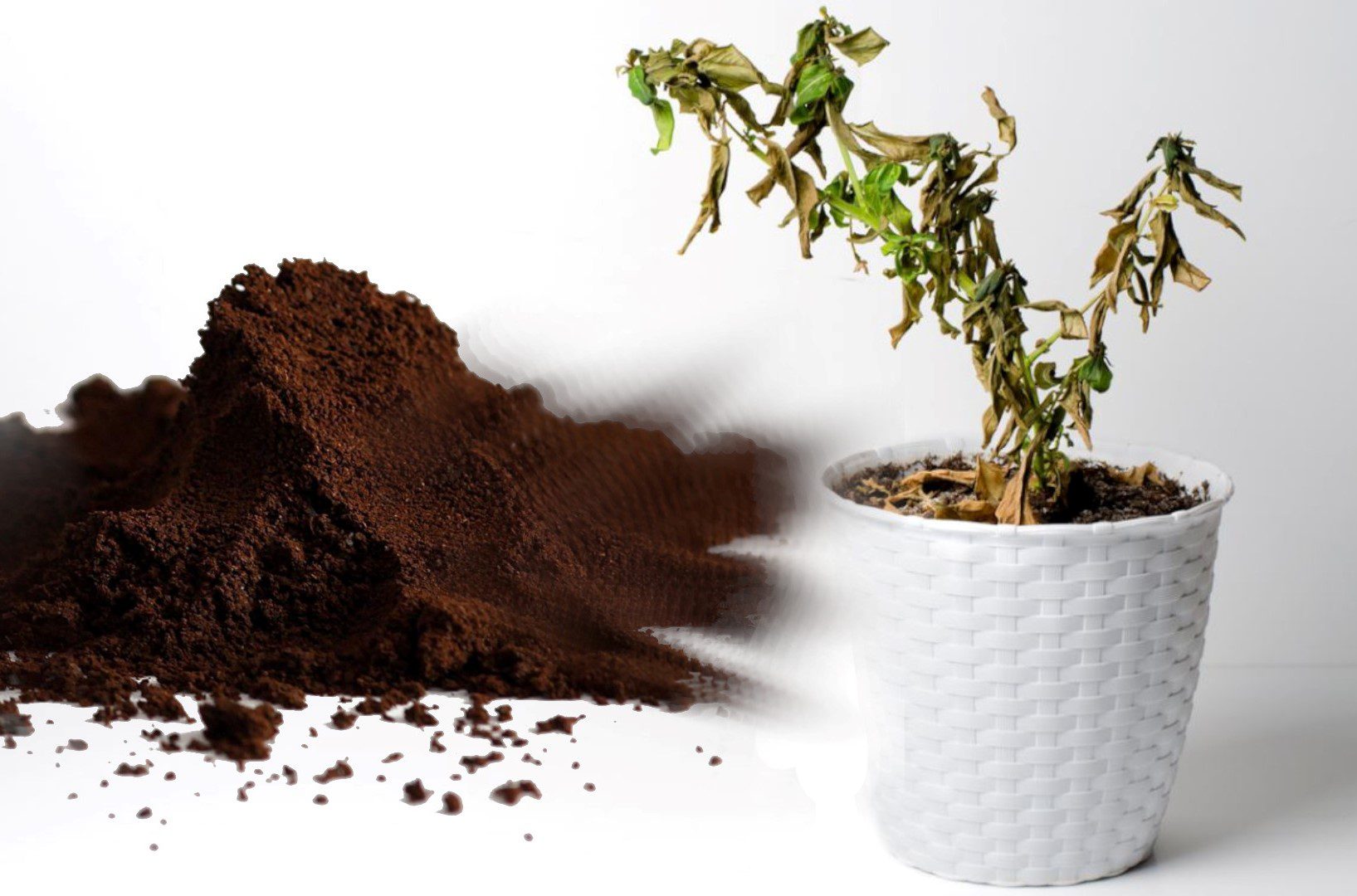 découvrez comment le marc de café s'impose comme une alternative durable et innovante dans le secteur du bâtiment, alliant écologie et performance.